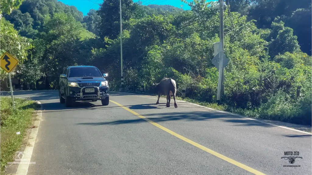 Cow on Road