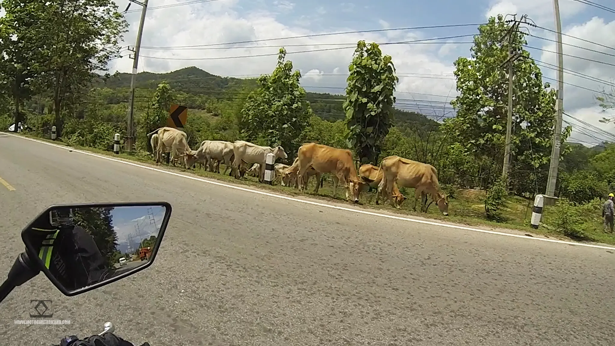 Cows on Pai R1095 Road