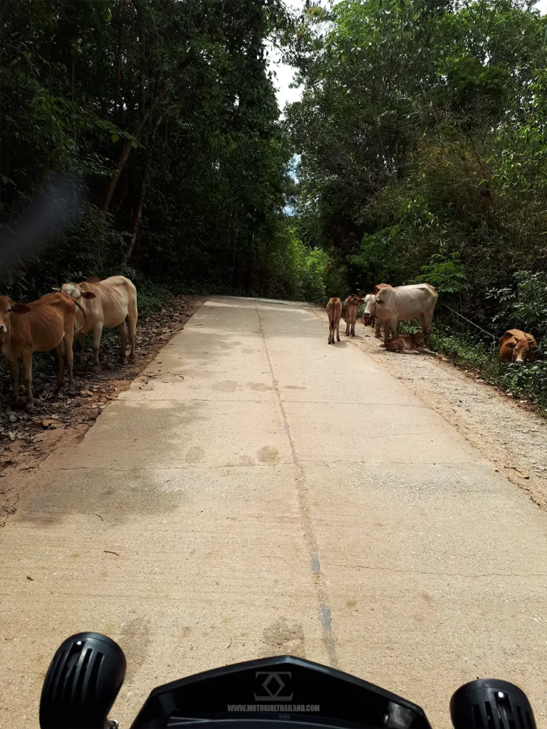 Cows on Road