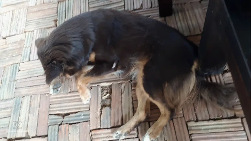 Dog