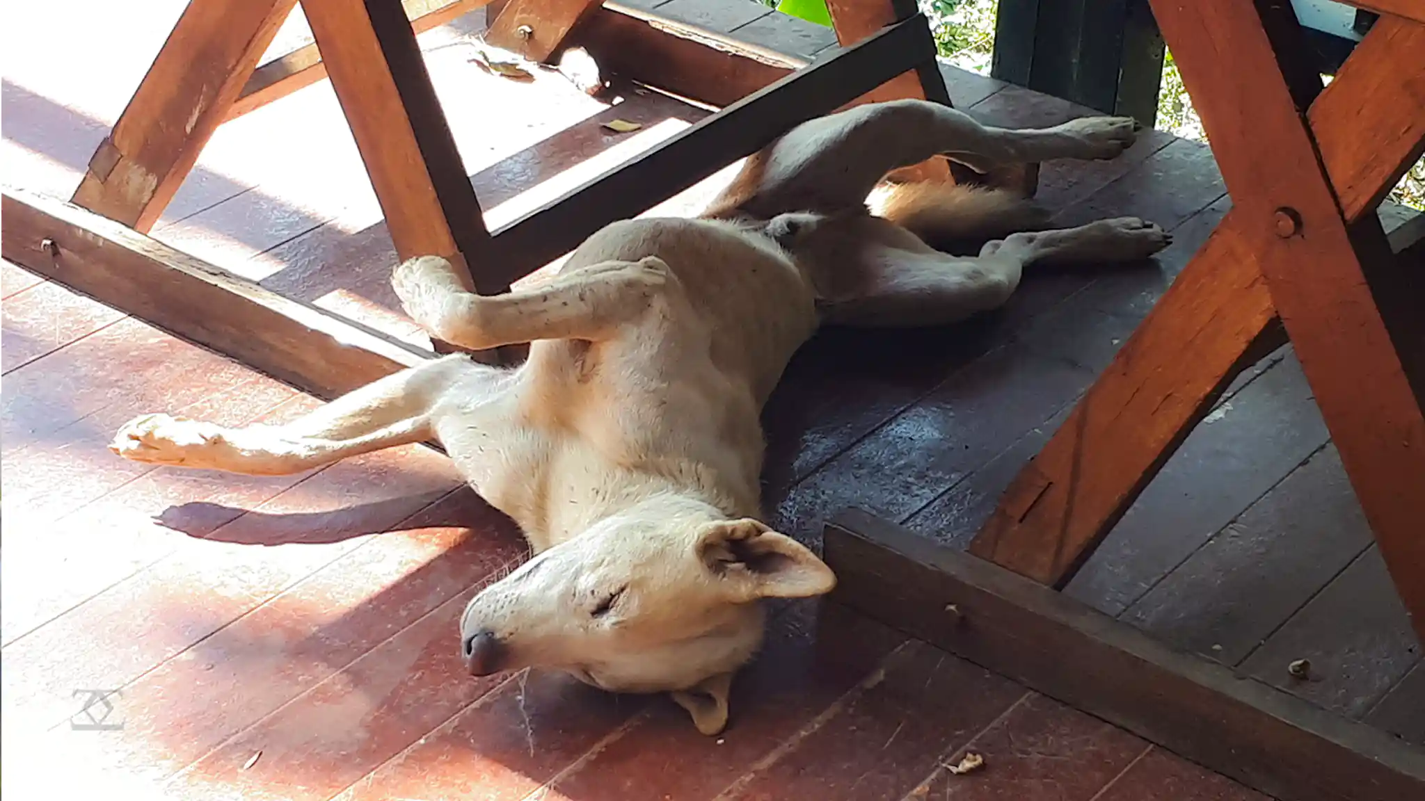 Doi Chaang Coffee Cafe Dog