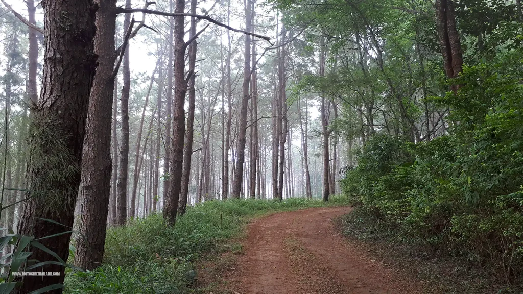 Doi Chaang Doi Wawee