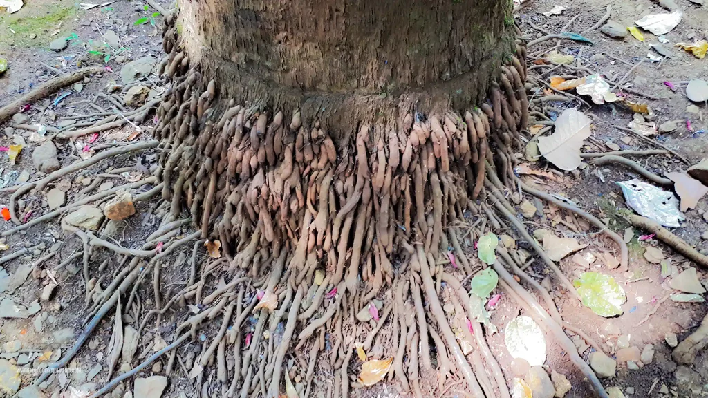 Doi Chaang Memorial Park