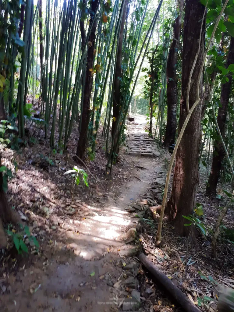 Doi Chaang Memorial Park Bamboo Path