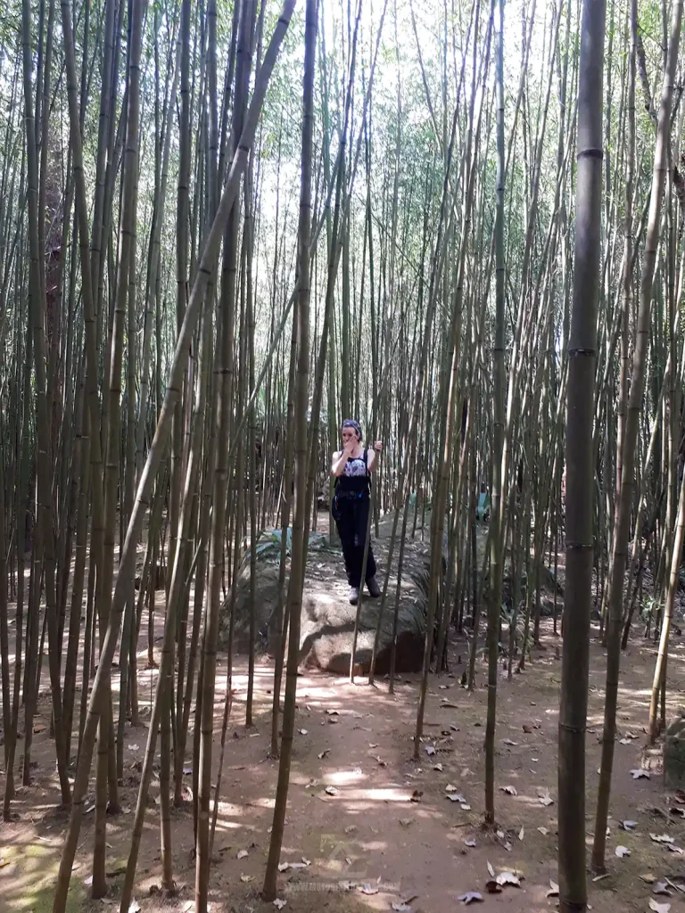 Doi Chaang Memorial Park Bamboo Path
