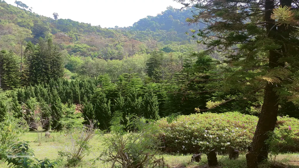 Doi Chaang Trees View