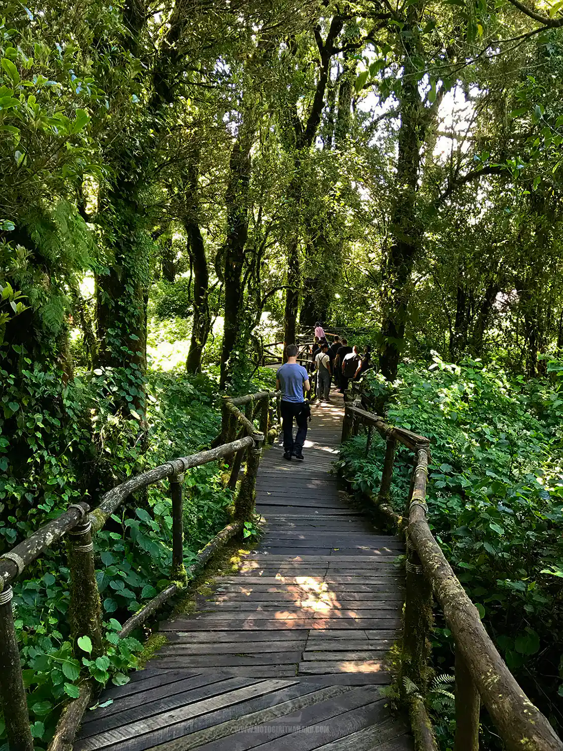 Doi Inthanon Walking Trail