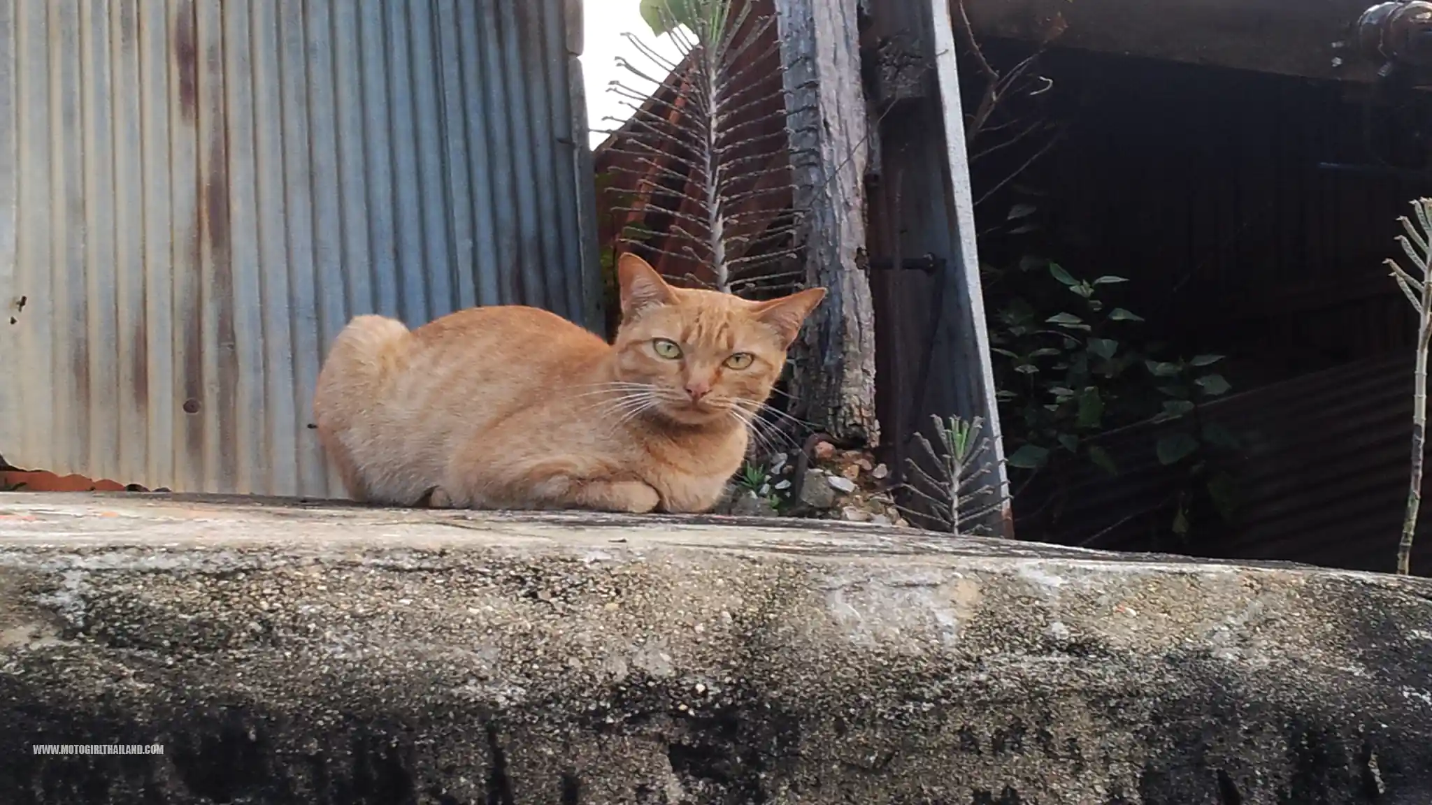 Doi Mae Salong Town
