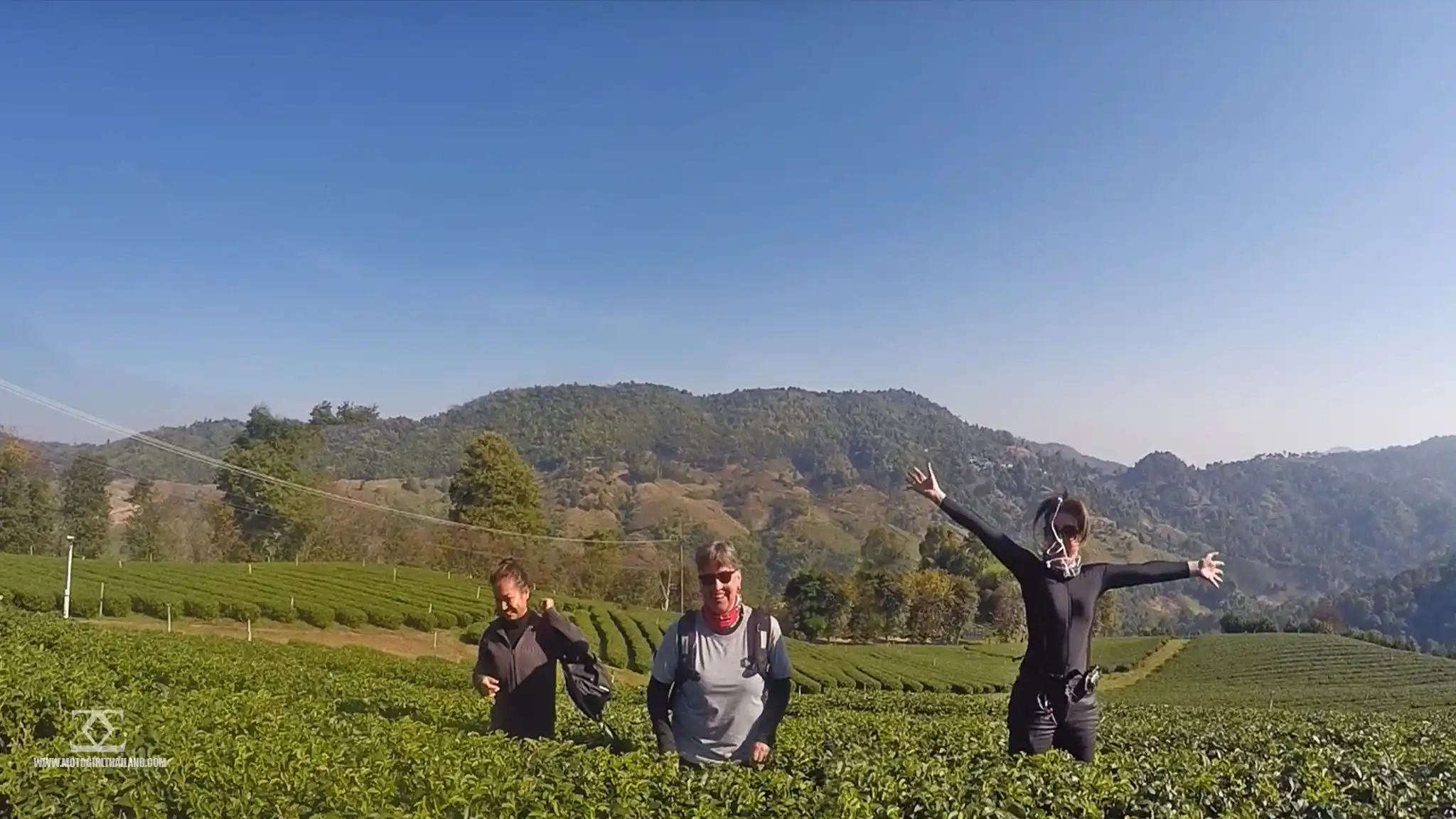 Doi Mae Salong Tea Plantation