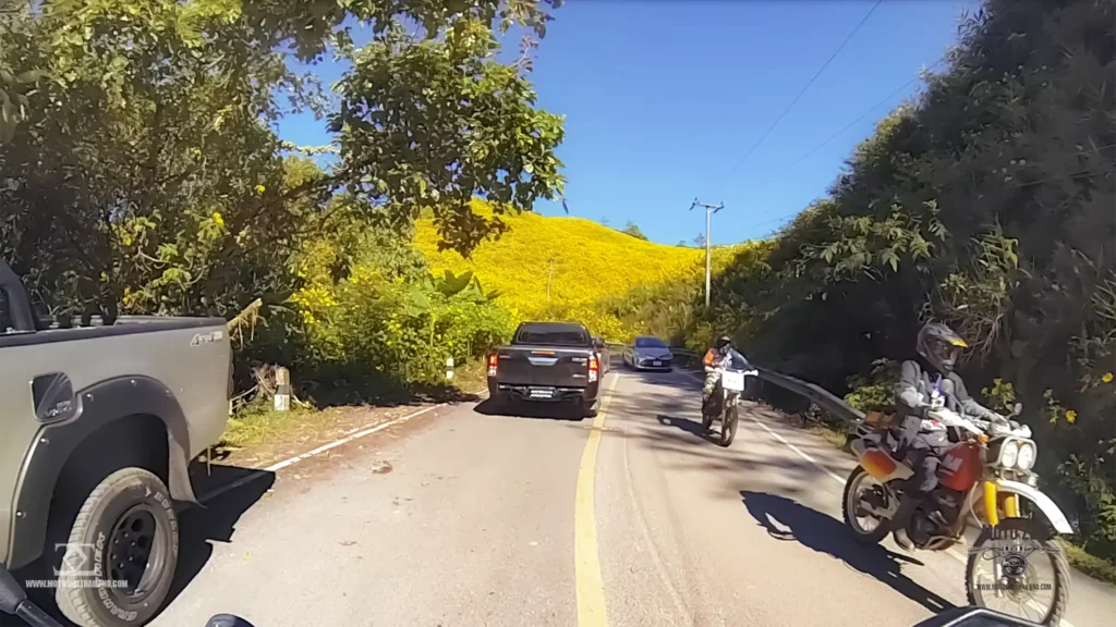Doi Mae U Kho Bua Tong Sunflowers
