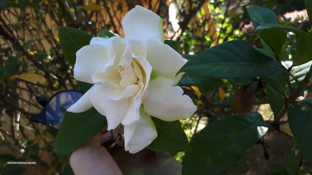 Doi Tung Hotel White Rose Flower