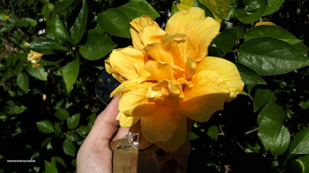Doi Tung Hotel Yellow Flower