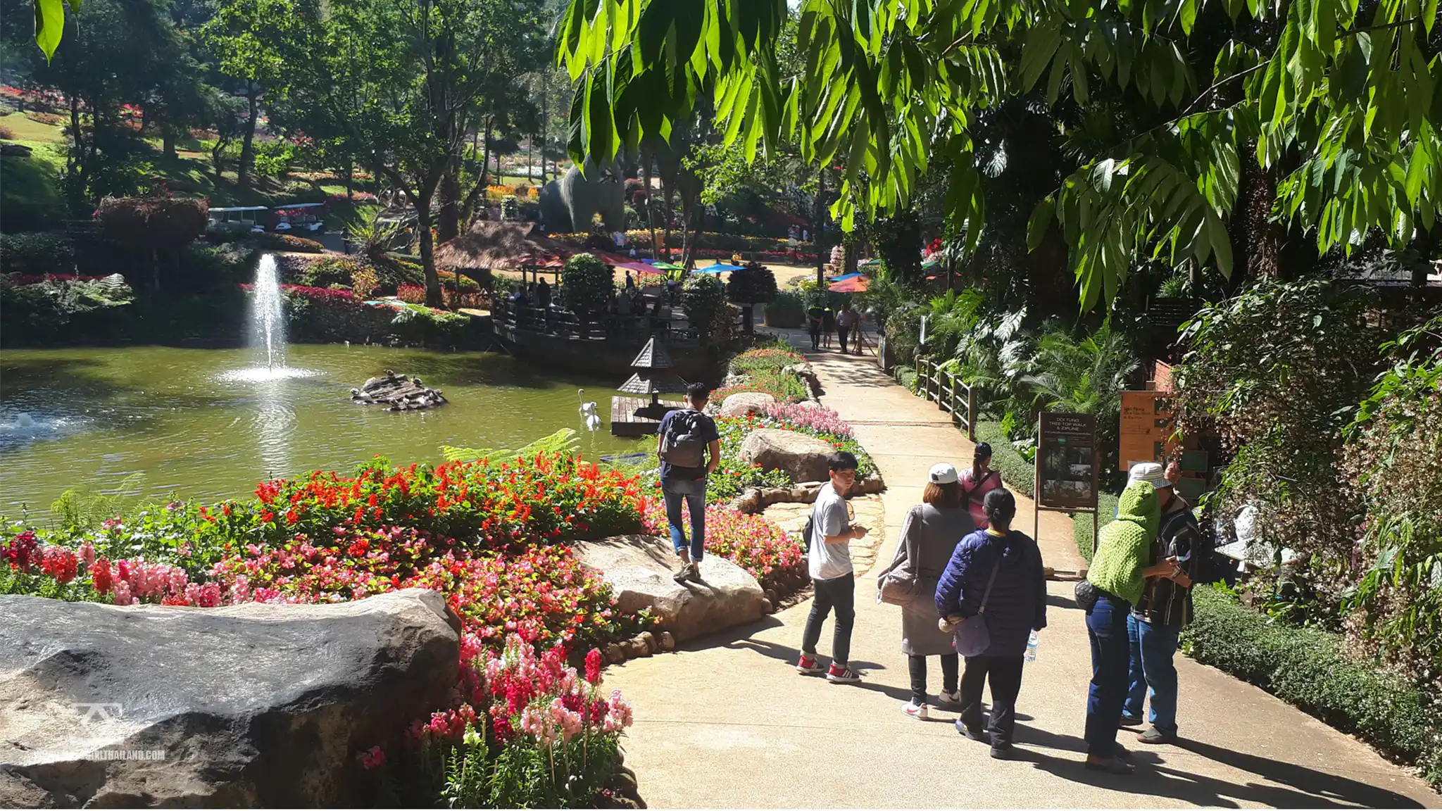 Doi Mae Salong Tea Plantation