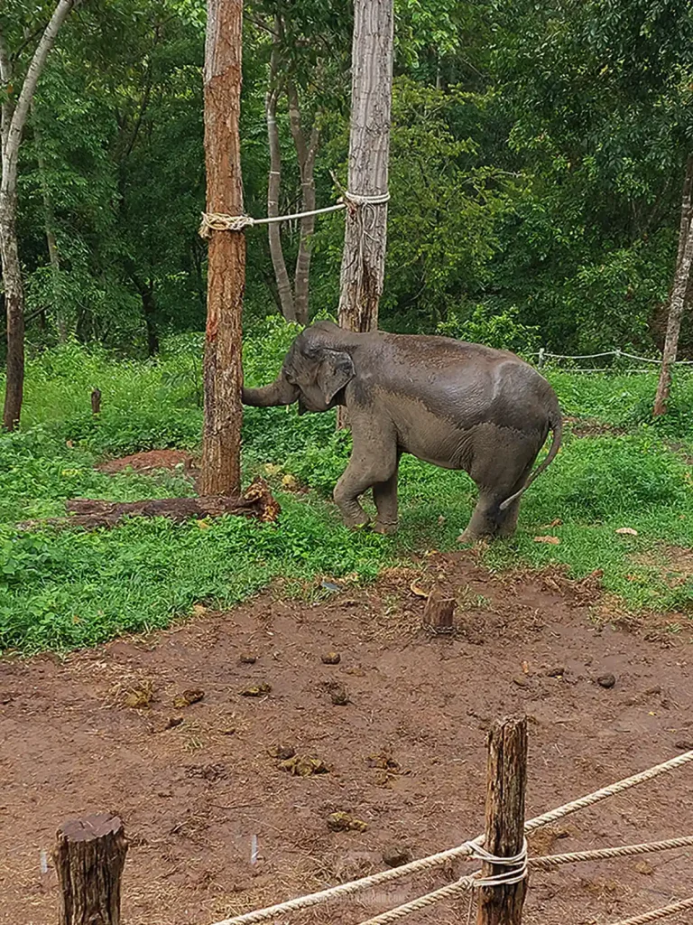 Mae Wang Elephants