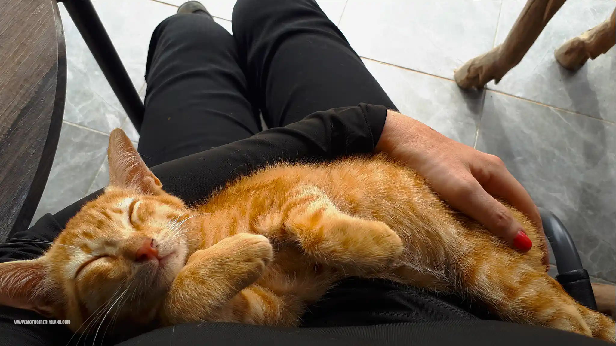 Ginger Kitty