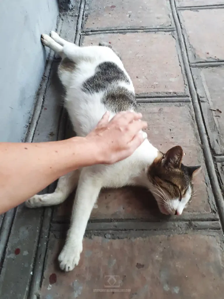 Hanoi Temple Cat