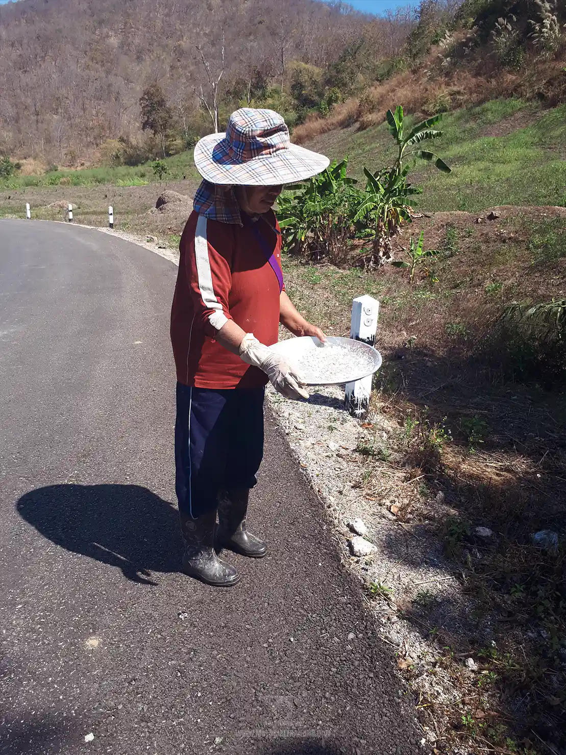 Hilltribe Lady Ant Eggs
