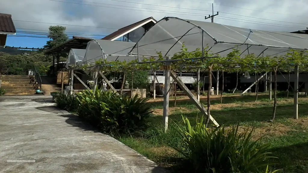Hom Pan Din Vineyard