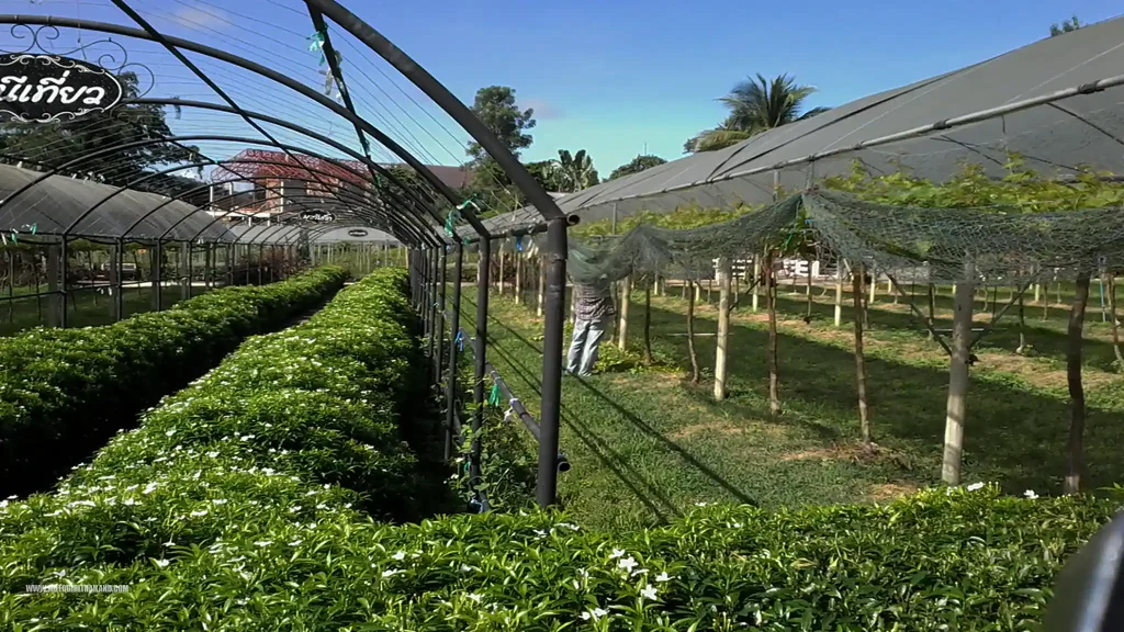 Hom Pan Din Vineyard