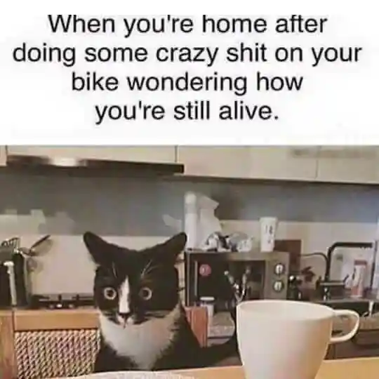 Silly Cat Meme