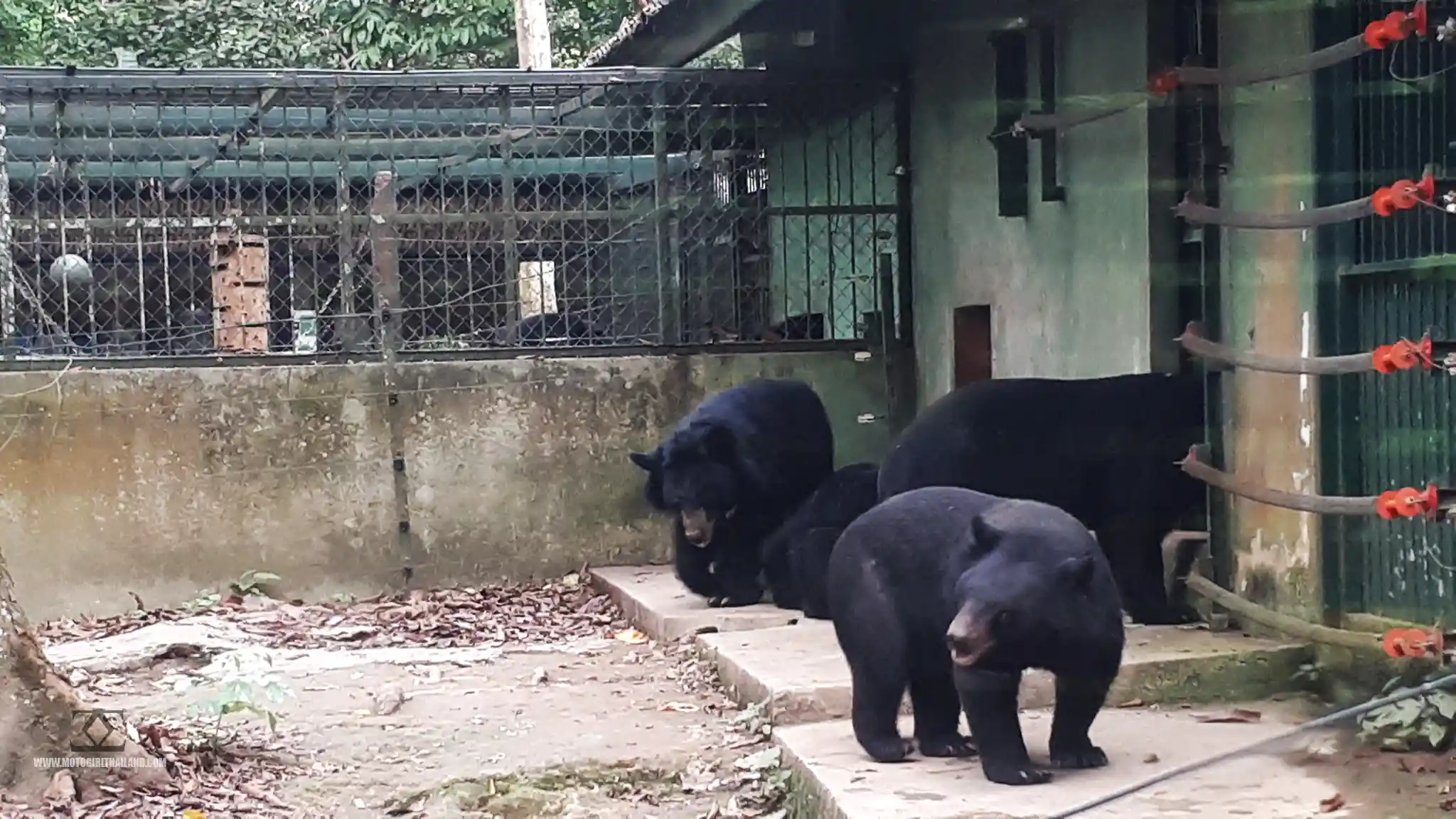 Laos Kruang Si Bears