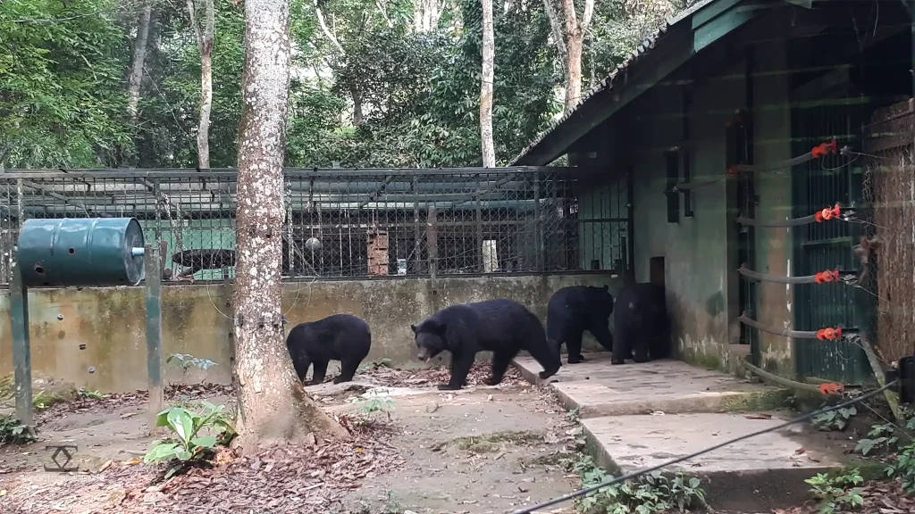 Laos Kruang Si Bears