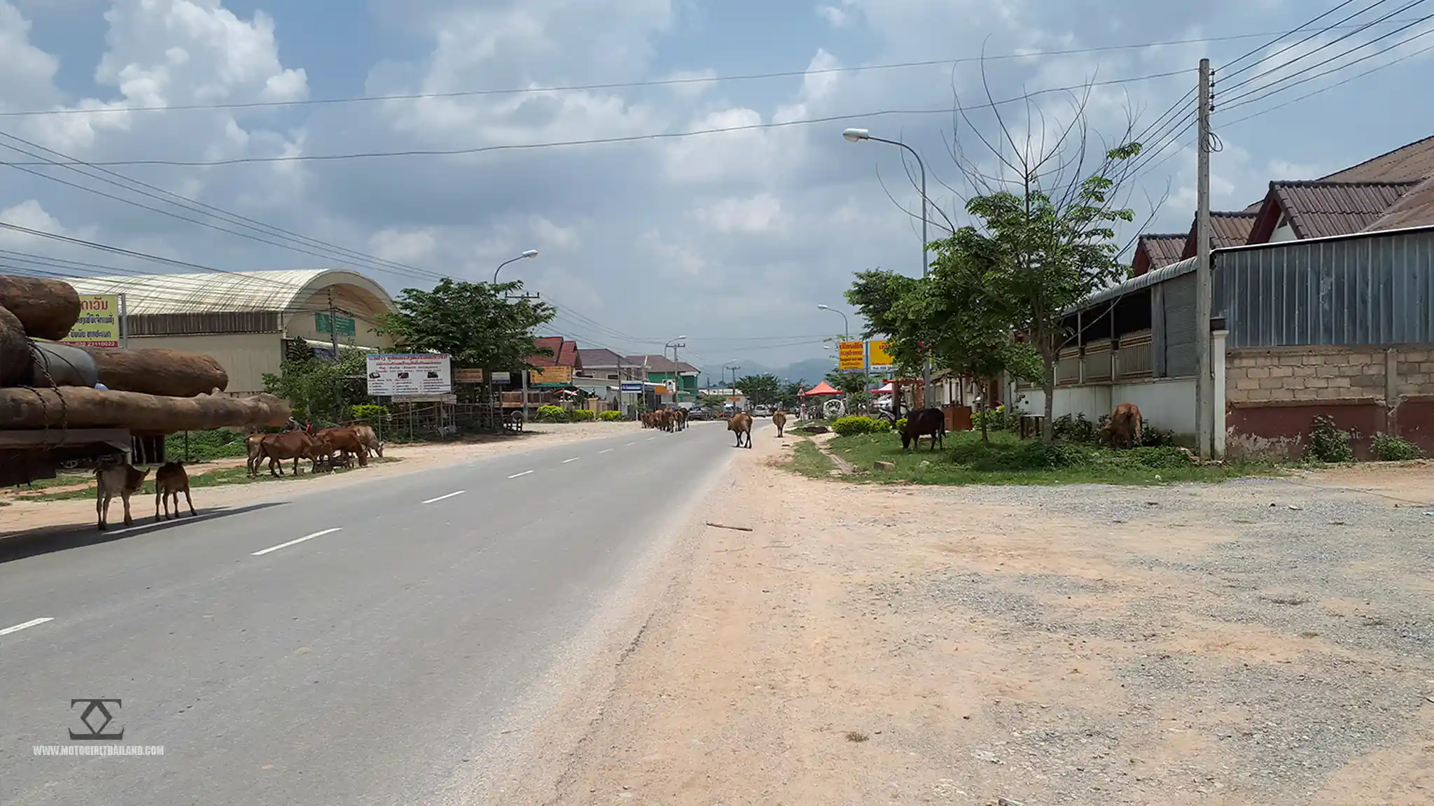 Laos Phonsovan Cattle on Road