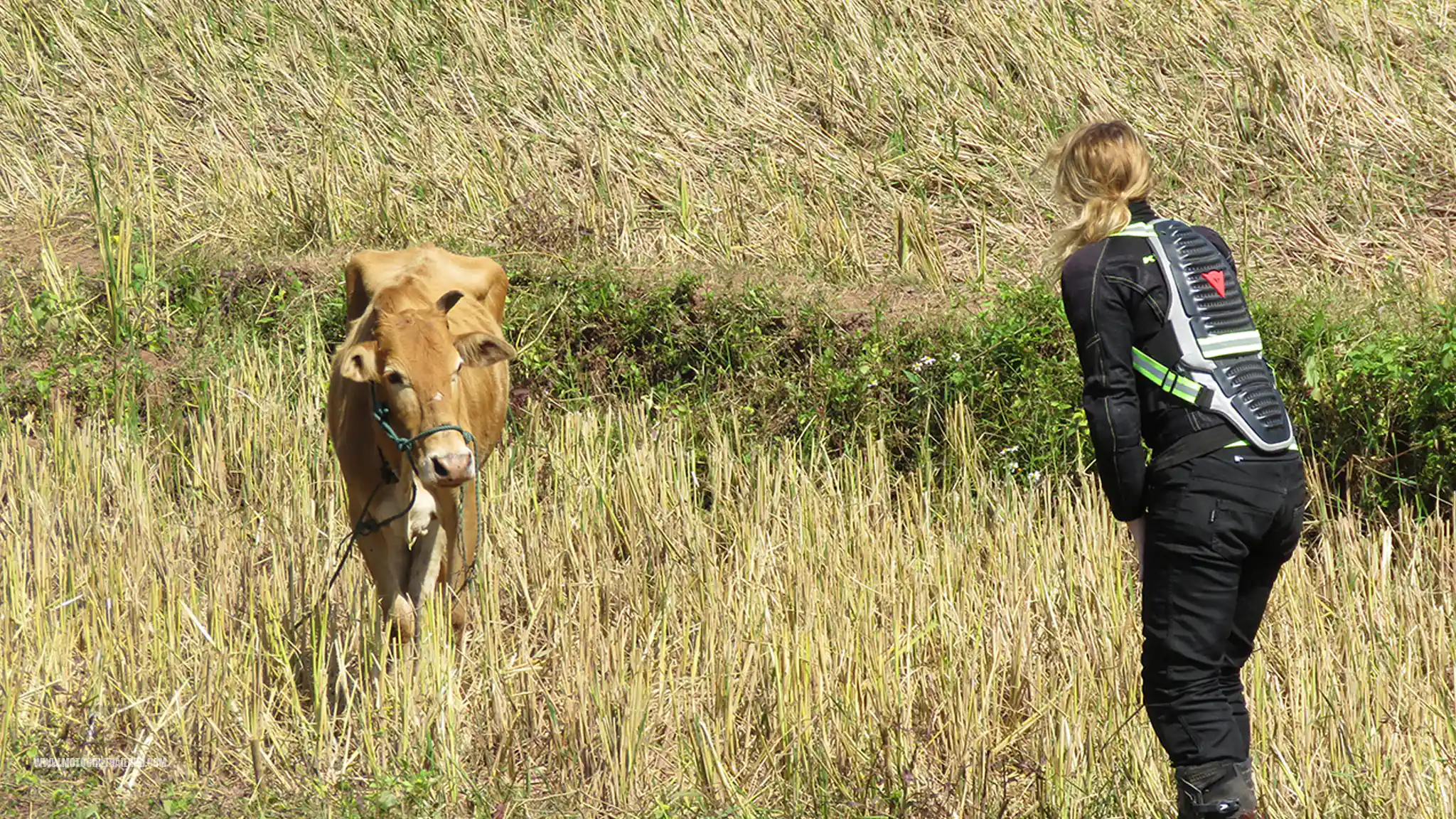 Laos River Cow