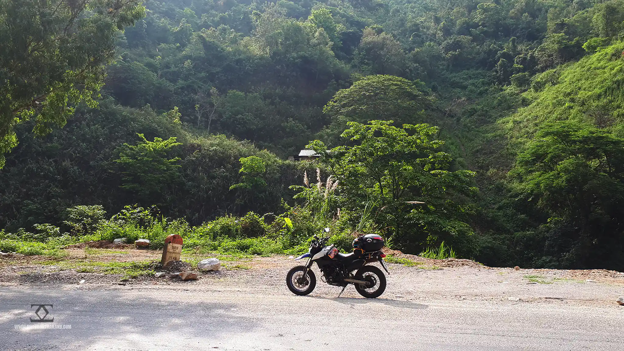 Laos Phonsovan Cattle on Road