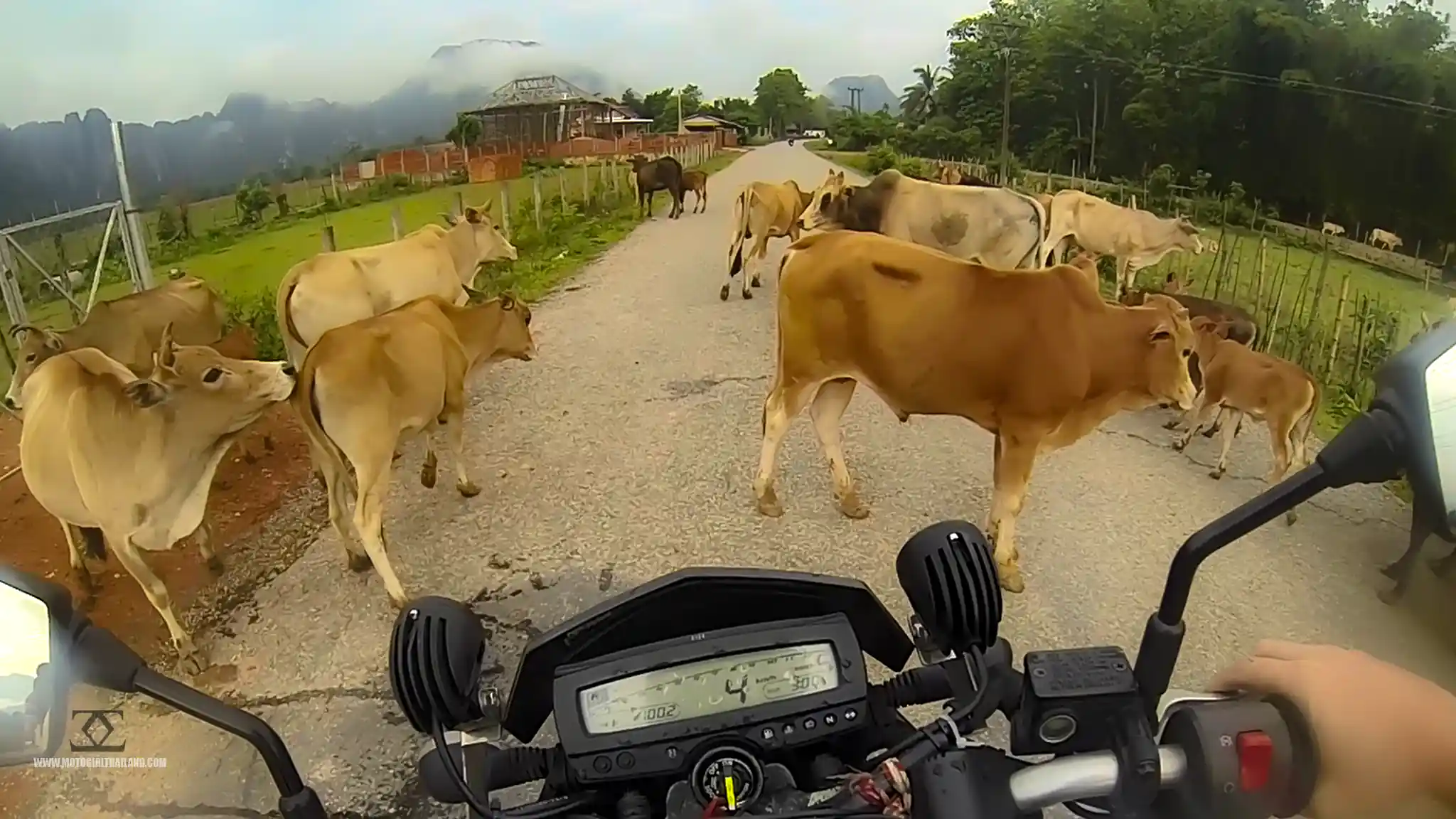Laos Vang Vieng 3 Cows