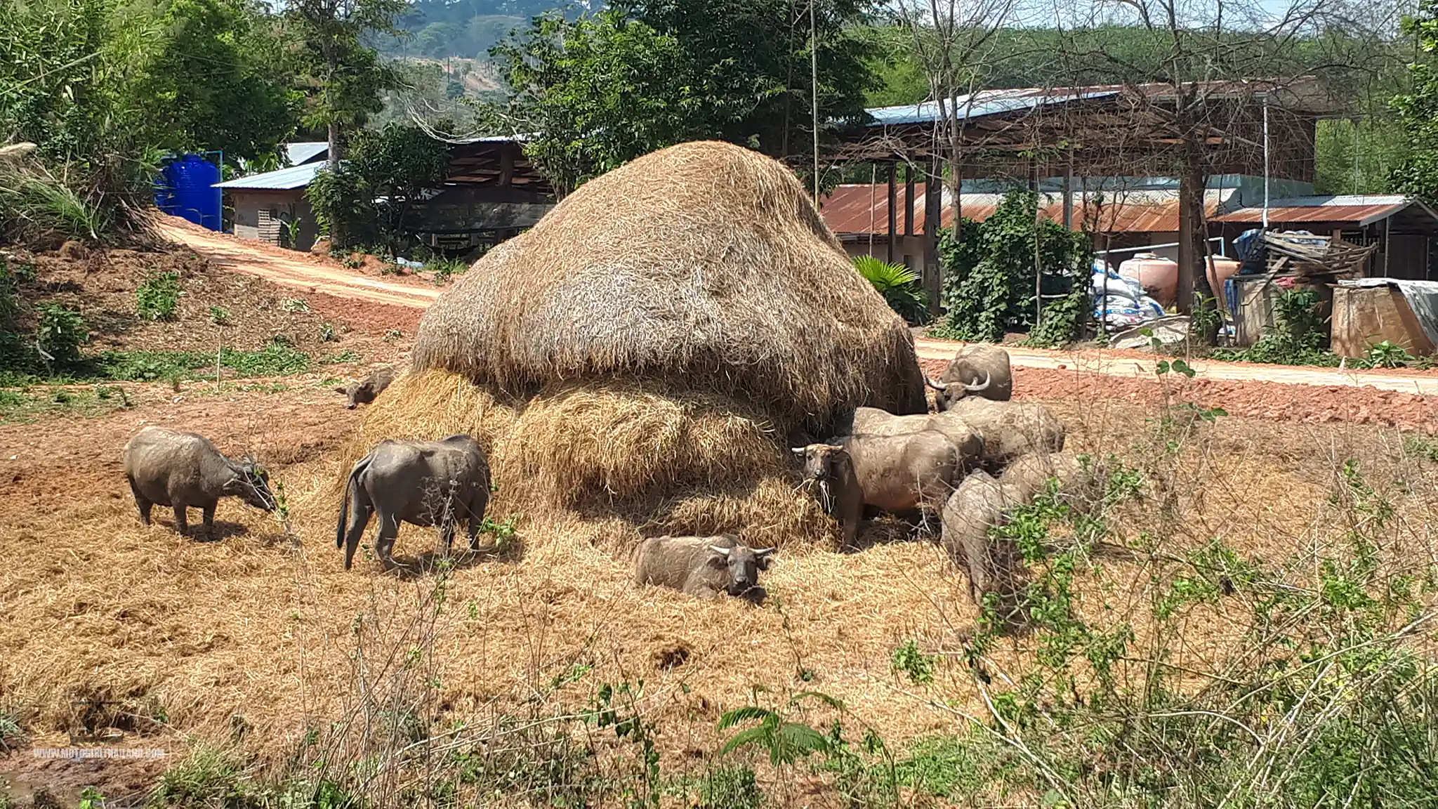 Loei