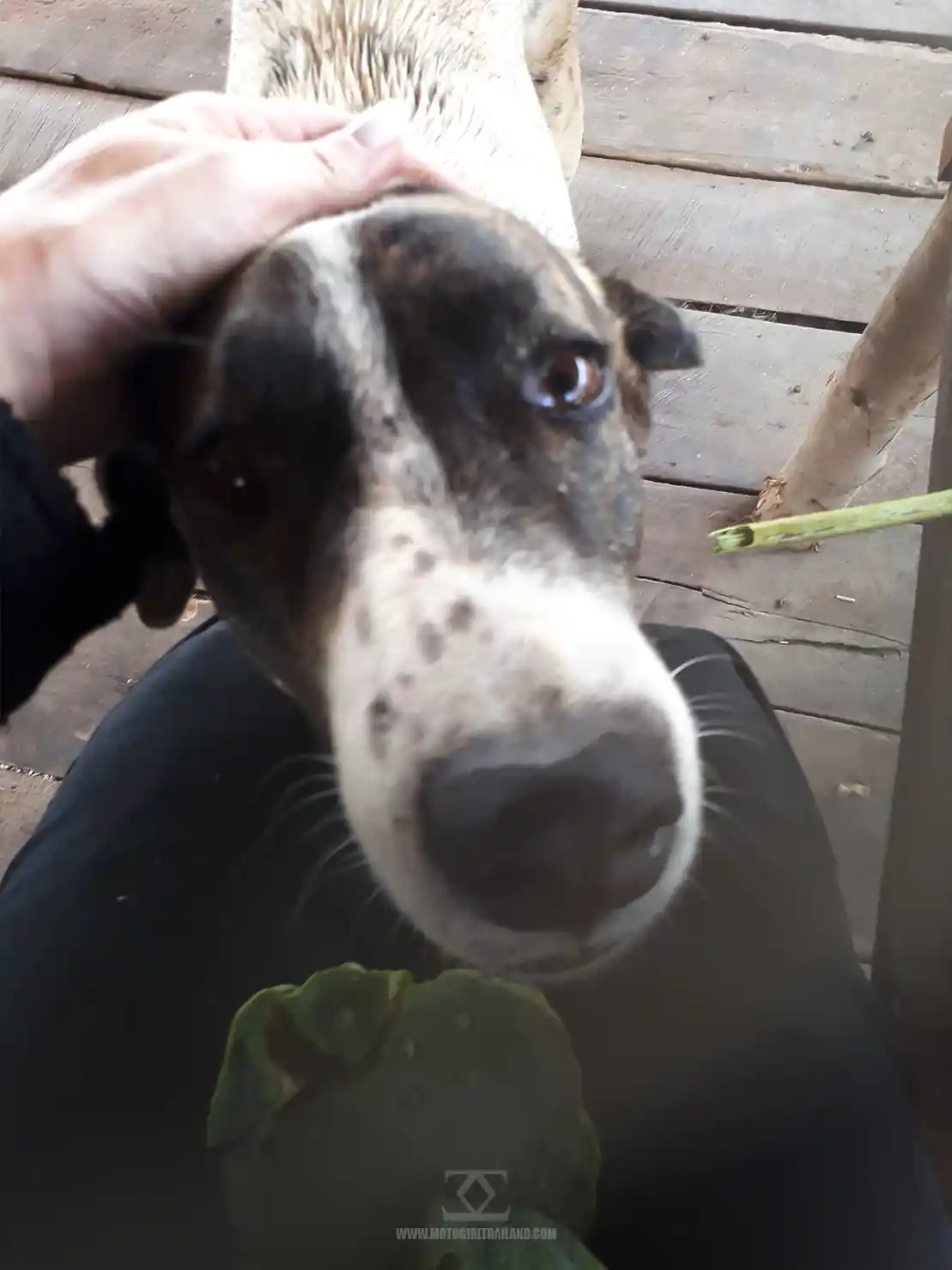 Lotus Lake Dog