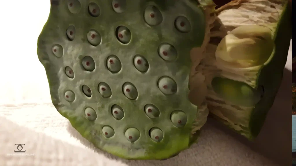 Lotus Plant Food