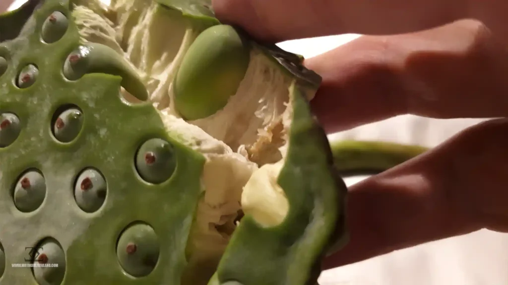 Lotus Plant Food