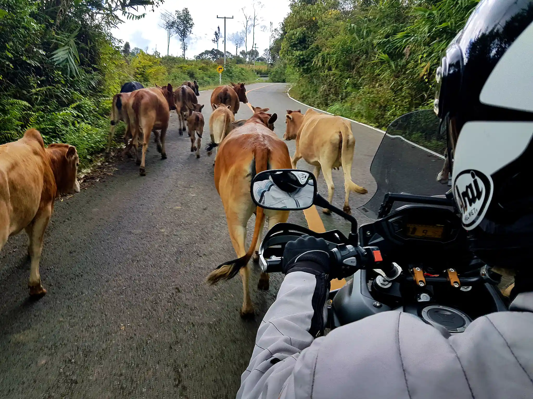 cows on a road with a motorcycle