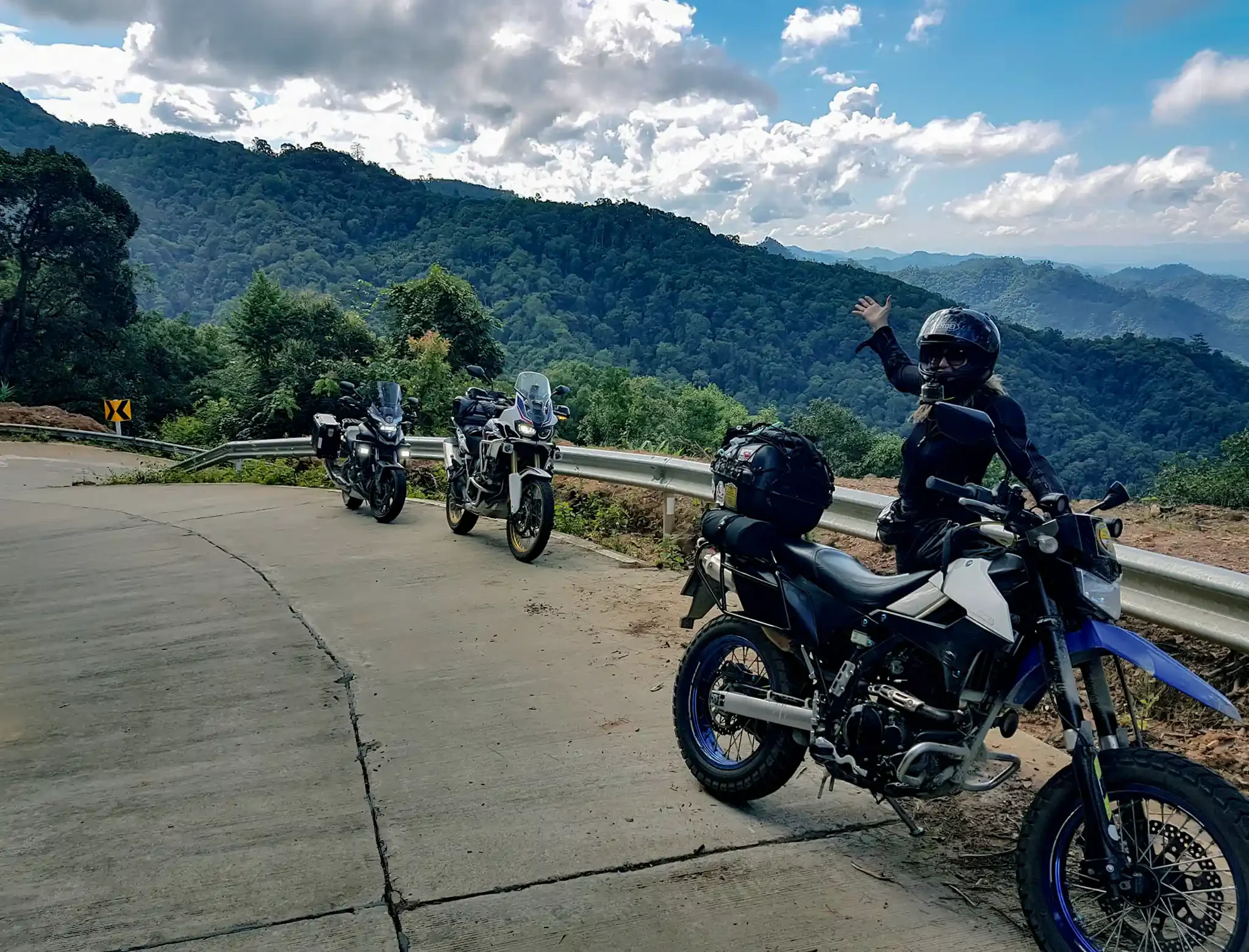 cows on a road with a motorcycle