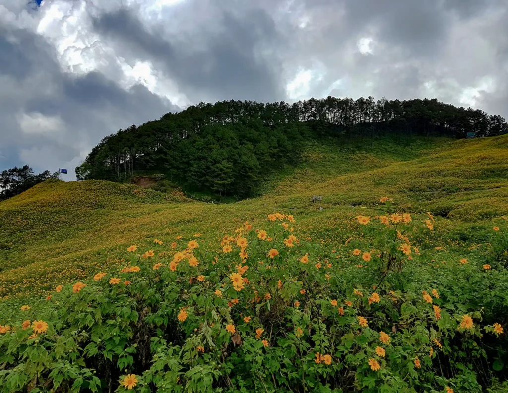 yellow flowers