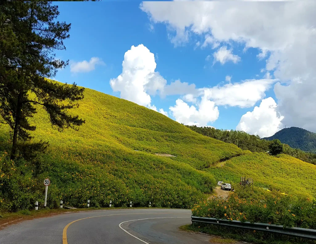road and yellow flowers