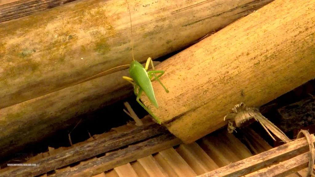 Mon Jam Cricket