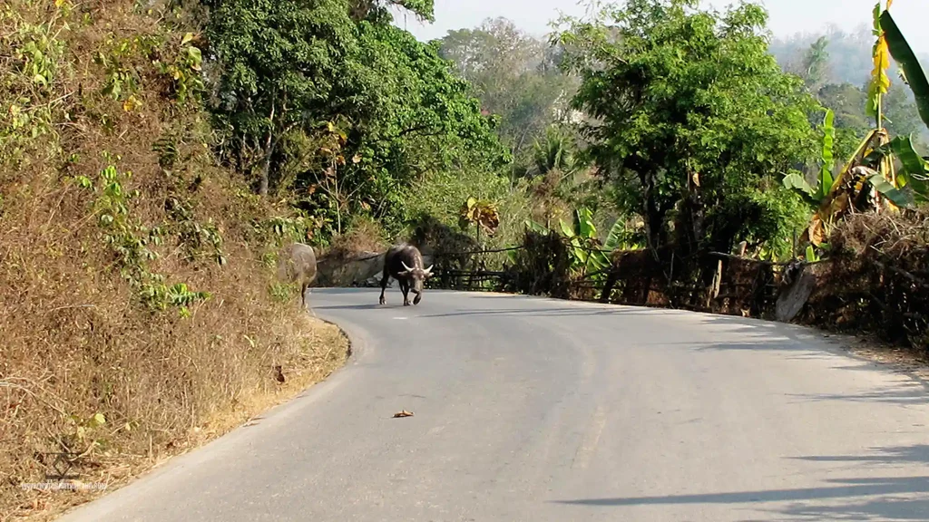Buffalo