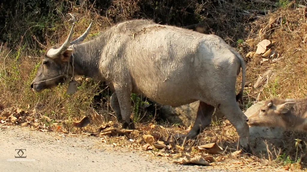 Buffalo