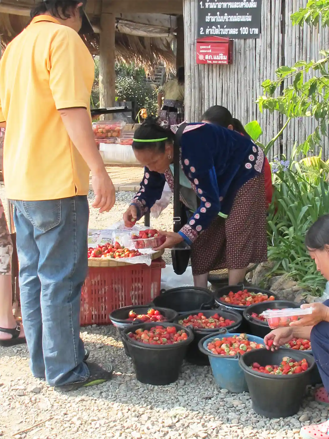 Hmong Hilltribe Lady Strawberries