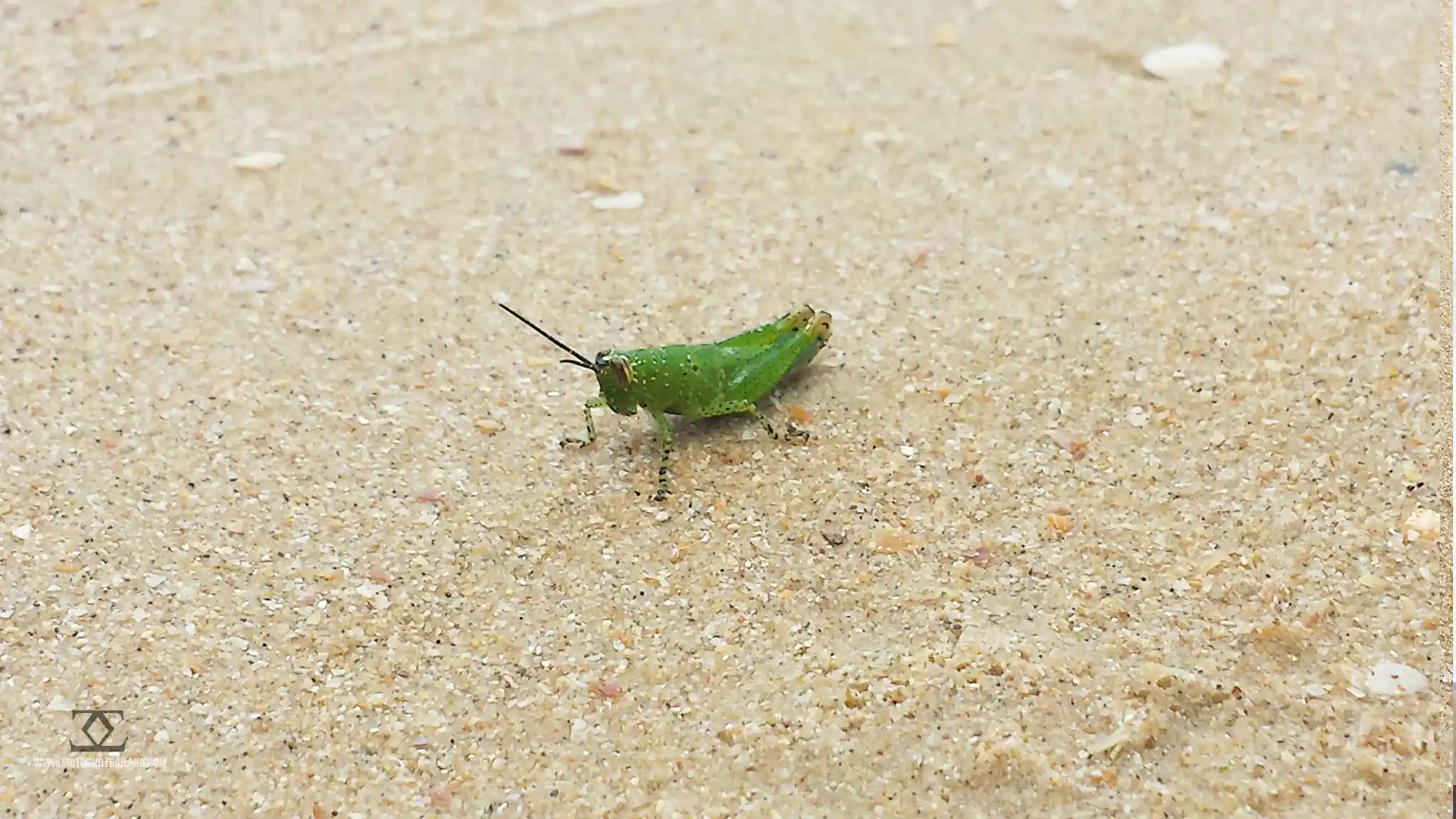 Nature Bug Grasshopper