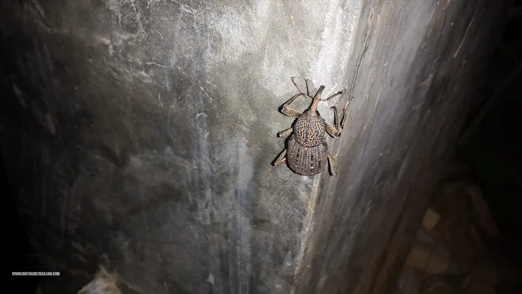 Nature Bug Insect