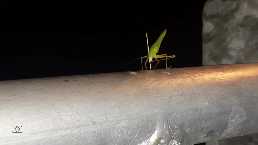 Nature Bug Insect