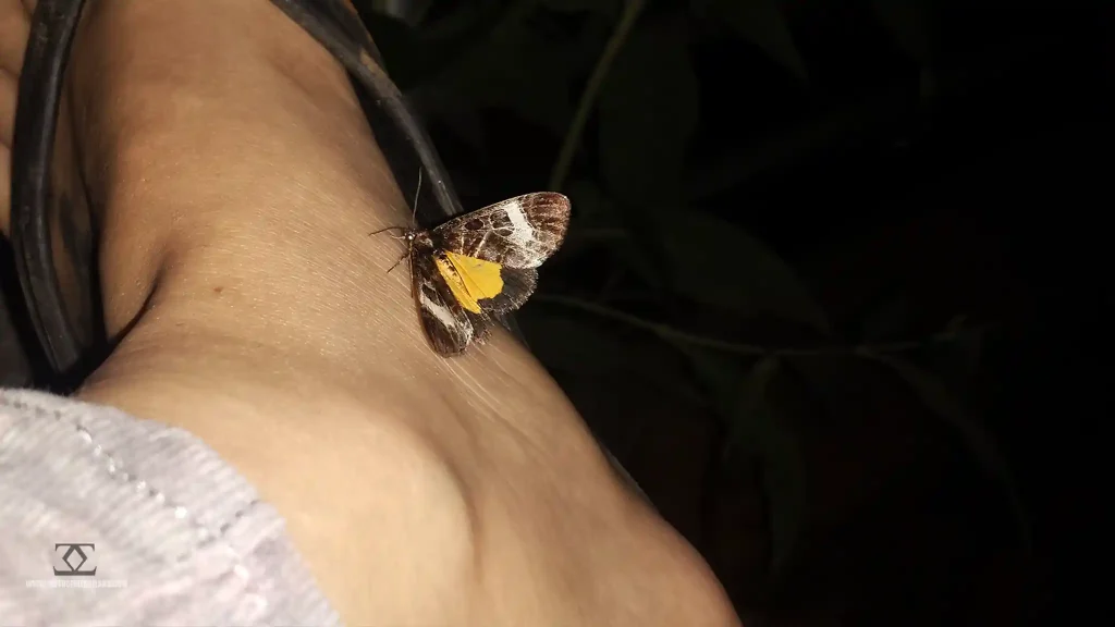 Nature Bug Insect Butterfly