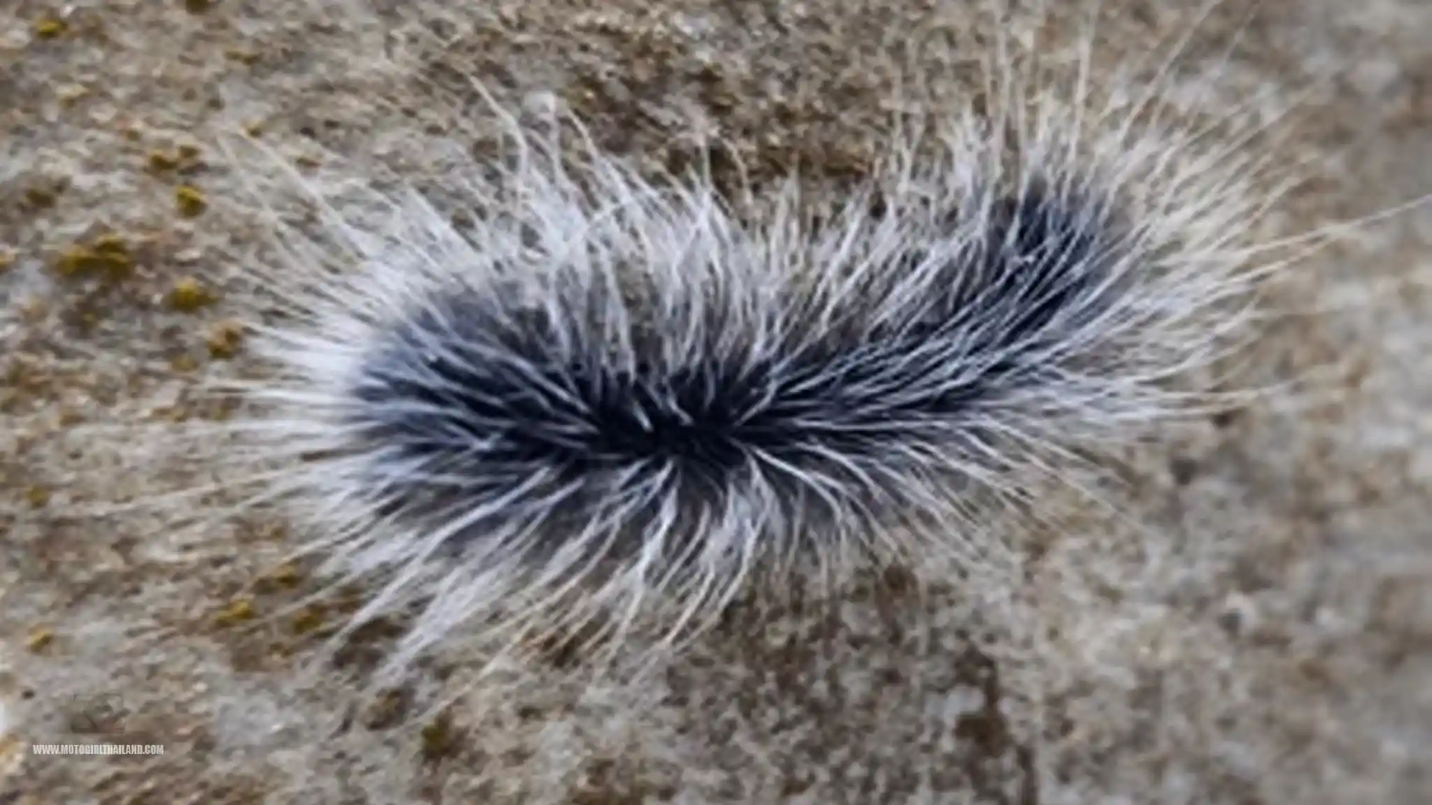 Nature Wooly Bear Hairy Caterpillar