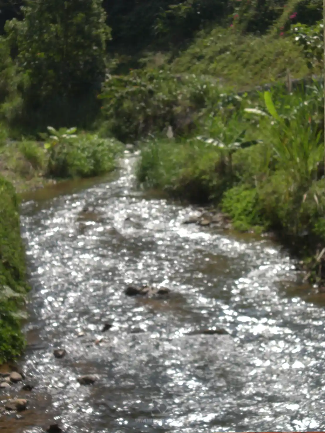 Doi Mae Salong