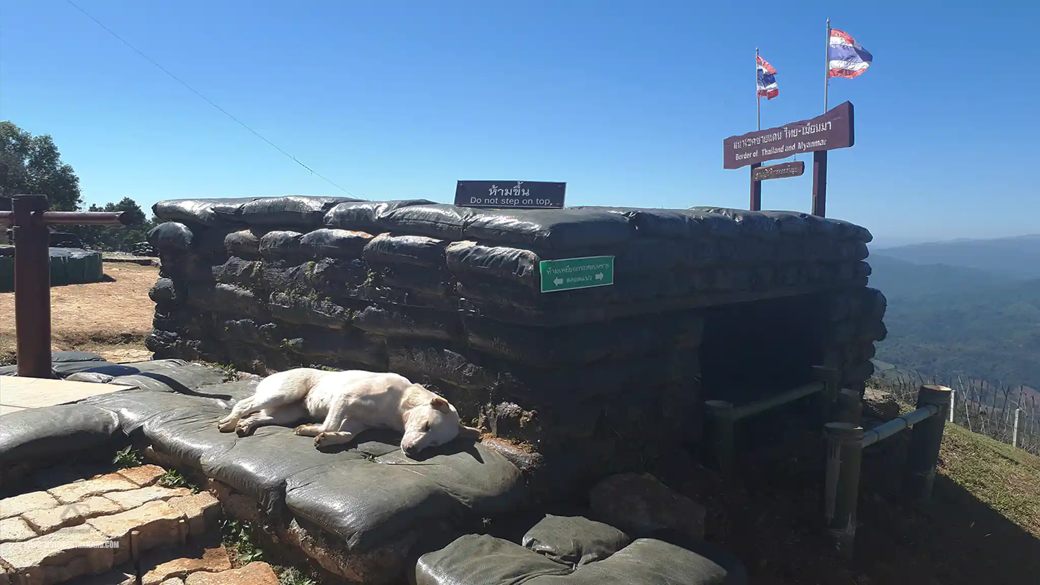 R1149 Border Route Dog