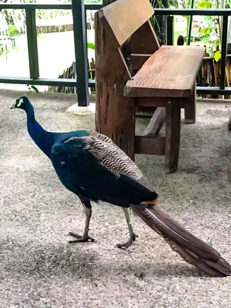Peacock